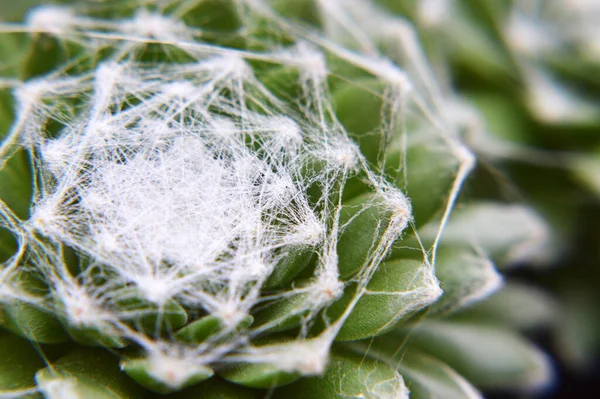 Sempervivum Arachnoideum succulent (Cobweb Houseleek) macro image