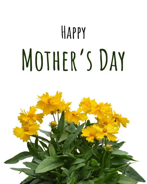 Happy Mothers Day card with yellow coreopsis flowers isolated on white background. Mothers Day flowers