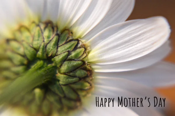 Happy Mothers Day card. Macro image of daisy flower and Happy Mothers Day greeting text.