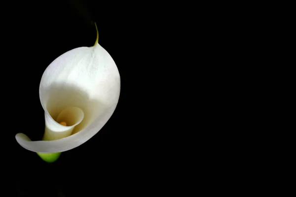 Sympathy card with white calla lily isolated on black background with copy space. Funeral flower.