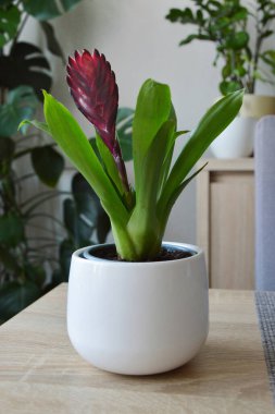 Bromeliad plant in the pot clipart