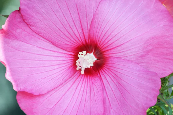 ピンクハイビスカスのモスキートの花の終わり — ストック写真