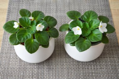 White African violets in pots. Potted houseplants on the table clipart