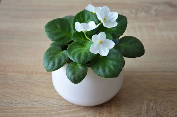 stock image White African violet in pot. Potted houseplant on the table