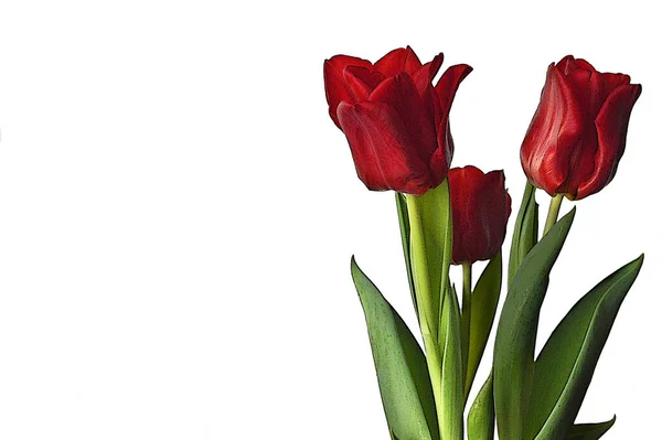Strauß Roter Tulpen Isoliert Auf Weißem Hintergrund — Stockfoto