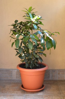 Bey Laurel ya da Laurus Nobilis 'in otu.