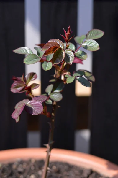 stock image Selective focus of young rose plant growing in the pot. New growth of rose branches and leaves in spring.