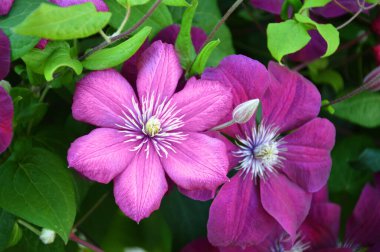 Pembe klematis çiçeklerini kapat.