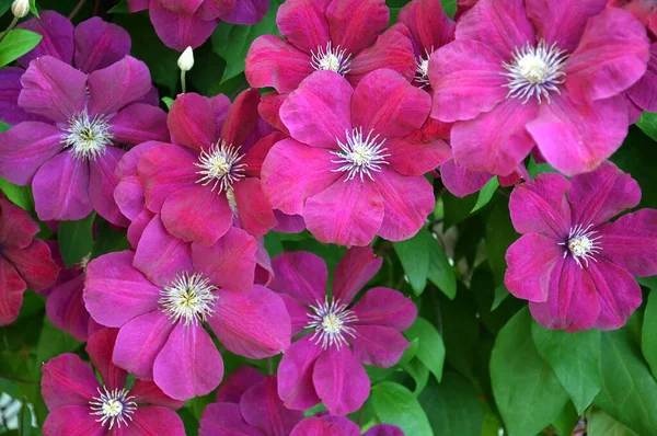 Clematis çiçek arka planı. Bahçede açan pembe klematis çiçekleri..