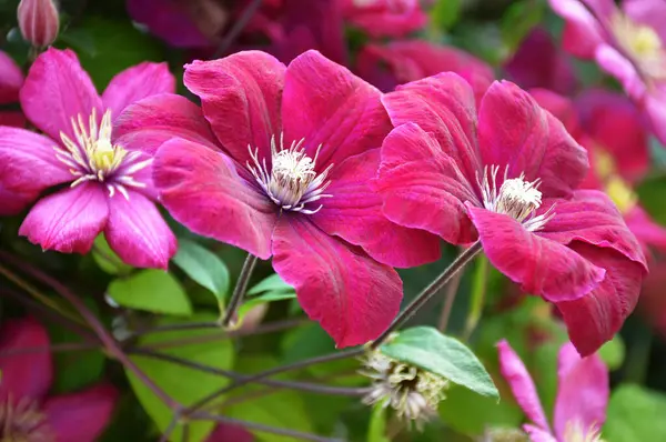 Clematis Fleurs Fleurissant Dans Jardin — Photo