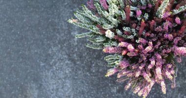 Kopya alanı ile beton arkaplanda Calluna veya Heather çiçekleri