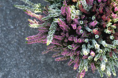 Heather ya da Calluna çiçekleri beton zemin üzerinde fotokopi alanı, üst görünüm