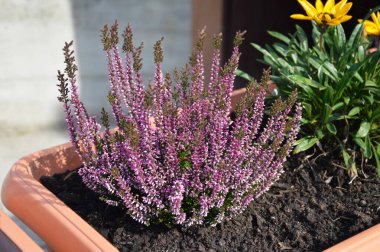Çiçek saksısında büyüyen Calluna ya da Heather bitkisi