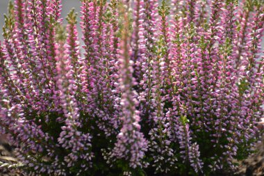 Calluna ya da Heather çiçek arka planı