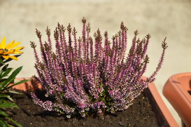 Calluna bitkisi çiçek açıyor ve saksıda büyüyor.
