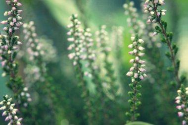 Calluna ya da Heather çiçek arka planı