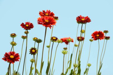 Mavi arka planda battaniye çiçekleri (Gaillardia Burgundy)