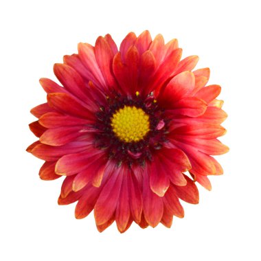  Beyaz arka planda izole edilmiş battaniye çiçeği. Gaillardia Burgundy çiçeğinin makro görüntüsü. 
