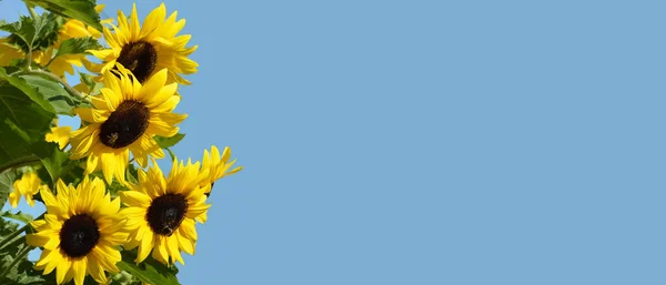 Sunflowers and blue sky background or banner with copy space. Summer background concep