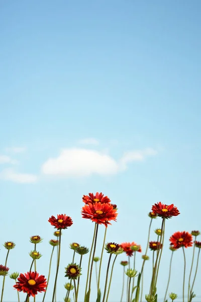 Gaillardia burgundy flowers and blue sky. Blanket flowers in the garden. Floral background with copy space.