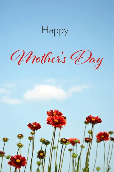 Happy Mothers Day card with Gaillardia burgundy flowers on blue sky background