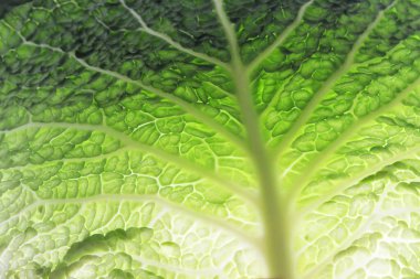 Çiğ lahana yaprağı dokusunun makro görüntüsü. Yeşil savoy lahana yaprağı arka planı.