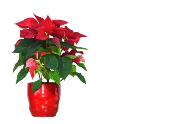 Çiçek saksısındaki kırmızı noktalı çiçek beyaz arkaplanda kopya alanı ile izole edilmiş