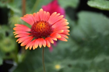 Kırmızı battaniye çiçeği (Gaillardia Burgundy) yaz bahçesinde çiçek açıyor