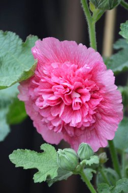 pembe Gül Fatma Çiçek Bahçe 