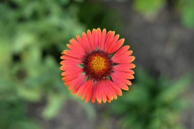 Gaillardia bordo çiçeği, makro görüntü, üst manzara