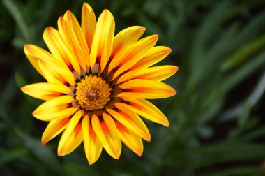 Gazania (Hazine çiçeği) yaz bahçesinde, yakın çekim