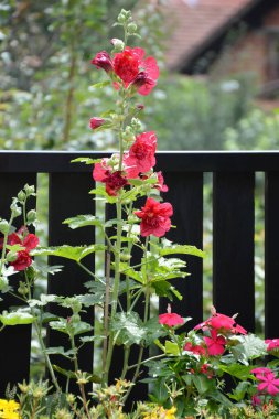 Bahçedeki kırmızı gülhatmi çiçeği, yaklaş.