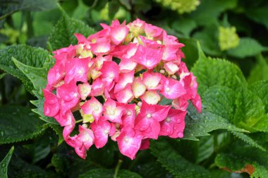 Pembe ortanca çiçeği, yaklaş.