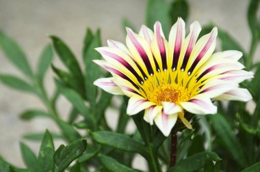 Yaz bahçesinde Gazania çiçeği (Hazine çiçeği, Afrika papatyası)