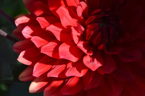 Red Dahlia flower, full frame, macro image