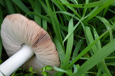 Çimlerde beyaz mantar, doğa arka planı.