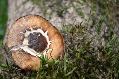 Sonbahar ormanlarında yosunlarda yetişen taze mantarları kapatın. 