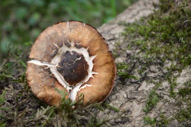 Güz ormanlarında yosunlu ağaç gövdesinde yetişen kahverengi mantar.