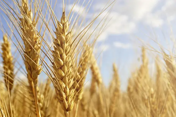 Buğday tarlası geçmişi, tarım kavramı