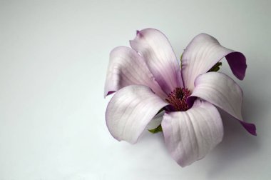 Açık arkaplanda güzel pembe Manolya çiçeği