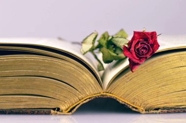 açık eski kitap ve kuru kırmızı gül, eski tarz arkaplan