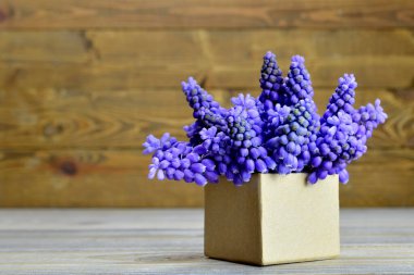 Babalar Günü kartı. Hediye kutusunda Menekşe Muscari çiçekleri var.