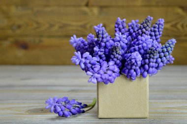 Muscari çiçekleri hediye kutusuna dizilmiş.