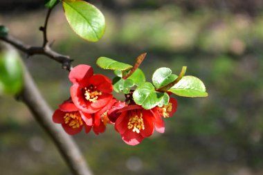 blossom'ın Japonca Ayva dalı