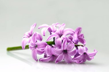 Açık arkaplanda pembe sümbül çiçeği
