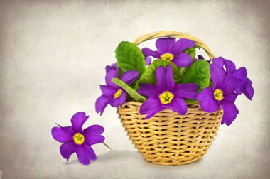 Arka plandaki sepette bahar mor çiçekleri