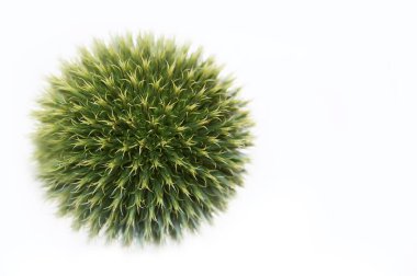  Beyaz arkaplanda Dünya devedikeni (Echinops) izole  