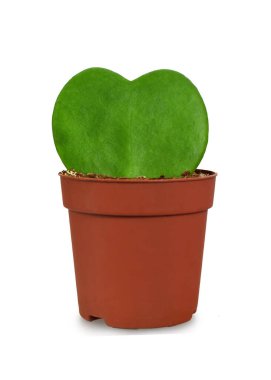 succulent Hoya Kerrii (Sweetheart Plant) in flower pot isolated on white background clipart