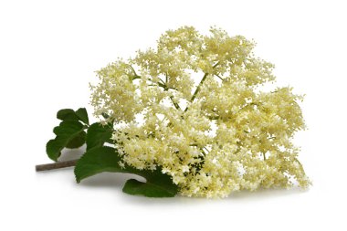 Beyaz arkaplanda izole edilmiş yaşlı çiçekler