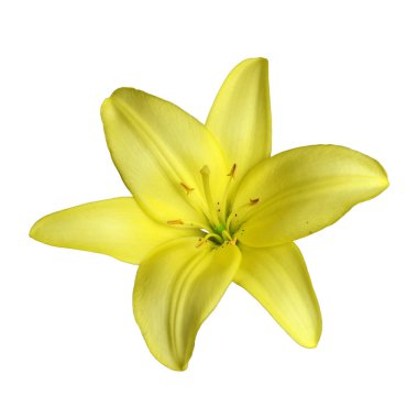 Sarı zambak beyaz arkaplanda izole